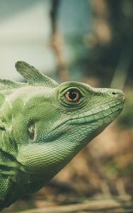 Preview wallpaper lizard, green, color, reptile