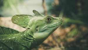 Preview wallpaper lizard, green, color, reptile