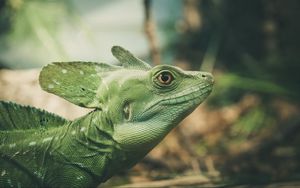 Preview wallpaper lizard, green, color, reptile