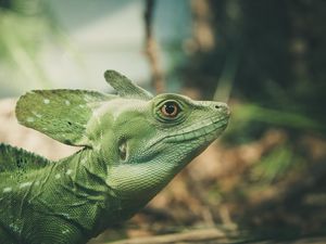 Preview wallpaper lizard, green, color, reptile