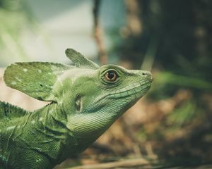 Preview wallpaper lizard, green, color, reptile