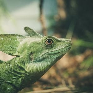 Preview wallpaper lizard, green, color, reptile