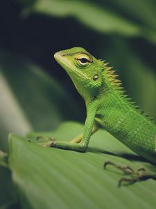 Preview wallpaper lizard, green lizard, reptile, macro, green