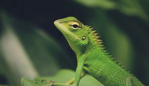 Preview wallpaper lizard, green lizard, reptile, macro, green