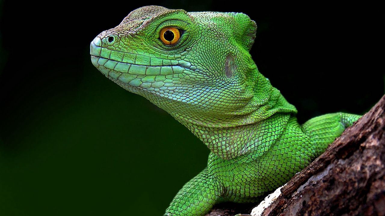 Wallpaper lizard, head, climb