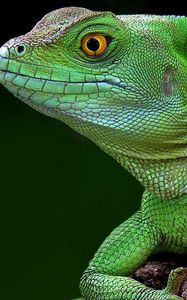 Preview wallpaper lizard, head, climb