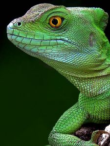 Preview wallpaper lizard, head, climb