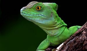 Preview wallpaper lizard, head, climb