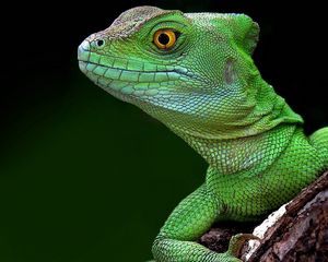 Preview wallpaper lizard, head, climb