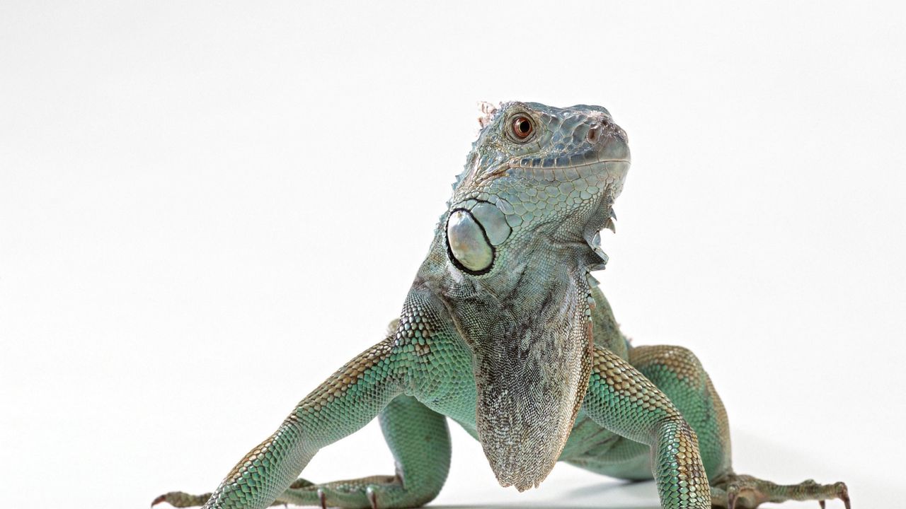 Wallpaper lizard, iguana, color, reptile