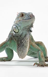 Preview wallpaper lizard, iguana, color, reptile