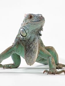 Preview wallpaper lizard, iguana, color, reptile