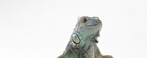 Preview wallpaper lizard, iguana, color, reptile