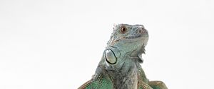 Preview wallpaper lizard, iguana, color, reptile