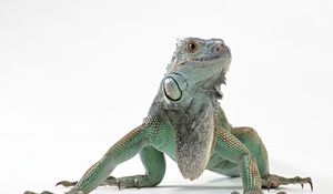 Preview wallpaper lizard, iguana, color, reptile