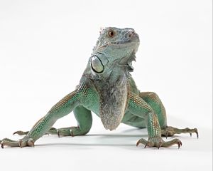 Preview wallpaper lizard, iguana, color, reptile