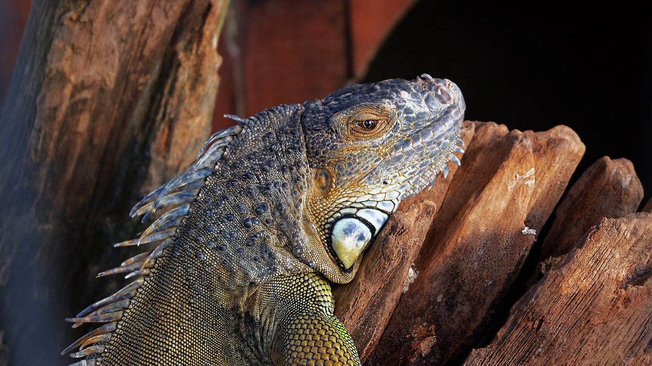 Wallpaper lizard, iguana, reptile, color