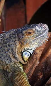 Preview wallpaper lizard, iguana, reptile, color