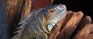 Preview wallpaper lizard, iguana, reptile, color