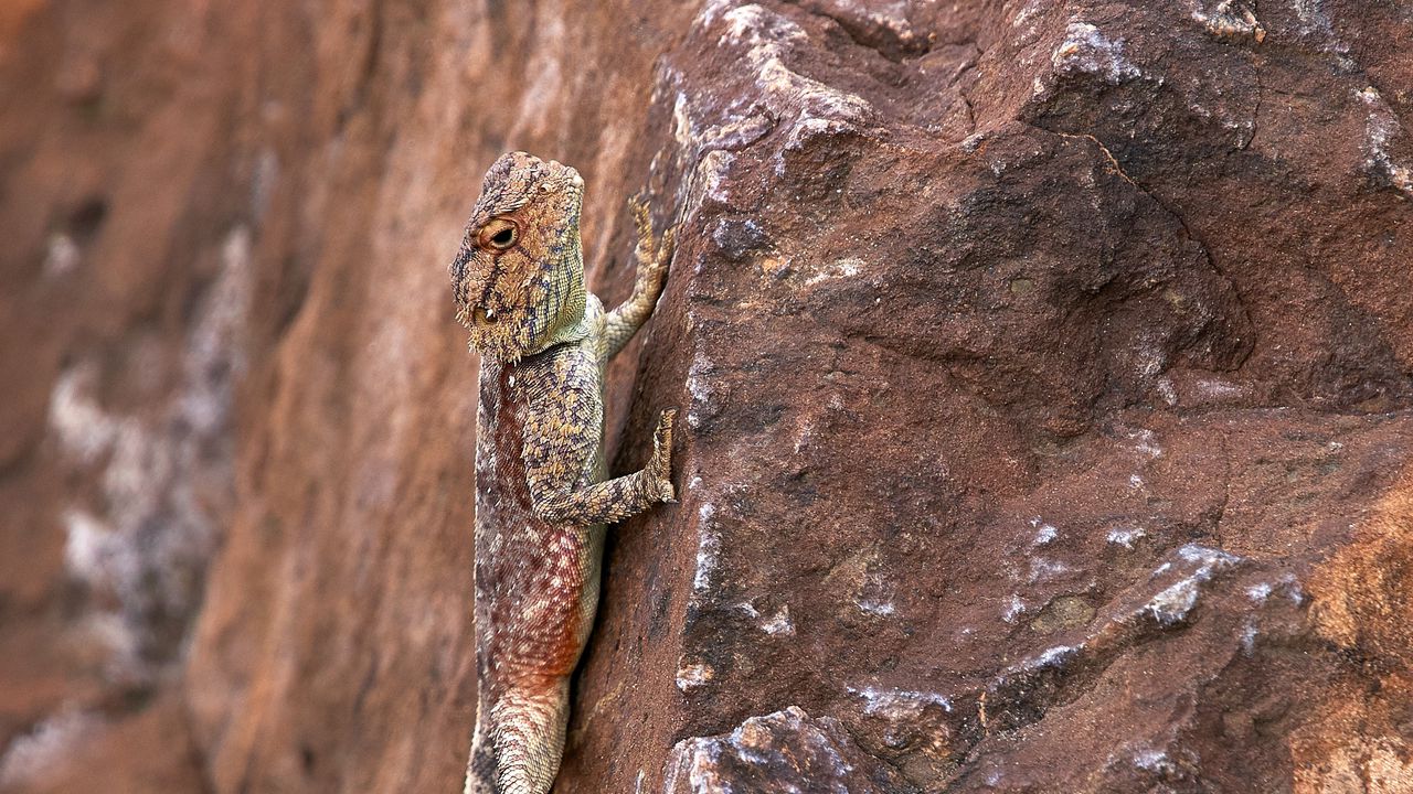 Wallpaper lizard, iguana, reptile, mimicry, stone