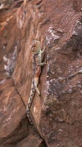 Preview wallpaper lizard, iguana, reptile, mimicry, stone