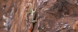 Preview wallpaper lizard, iguana, reptile, mimicry, stone
