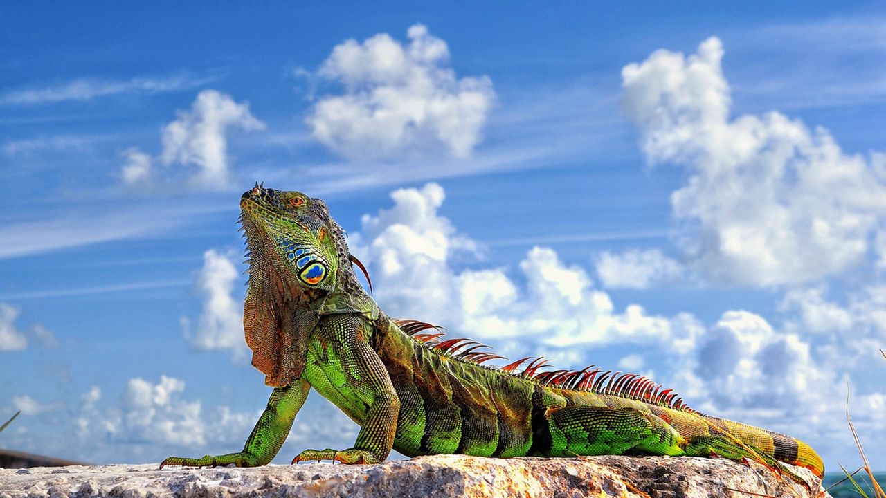 Wallpaper lizard, iguana, stone, sky, clouds