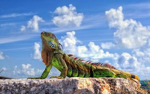 Preview wallpaper lizard, iguana, stone, sky, clouds
