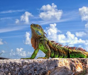 Preview wallpaper lizard, iguana, stone, sky, clouds
