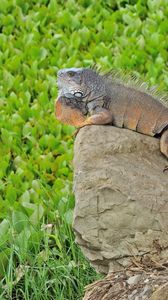 Preview wallpaper lizard, large, stones, grass