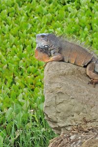 Preview wallpaper lizard, large, stones, grass