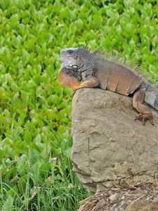 Preview wallpaper lizard, large, stones, grass