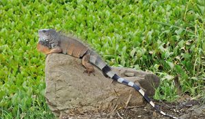 Preview wallpaper lizard, large, stones, grass