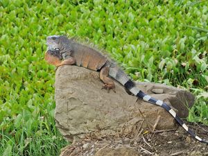 Preview wallpaper lizard, large, stones, grass