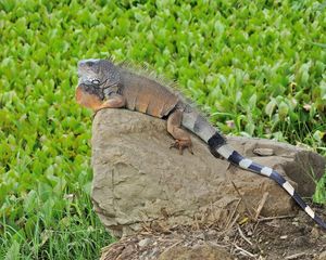 Preview wallpaper lizard, large, stones, grass