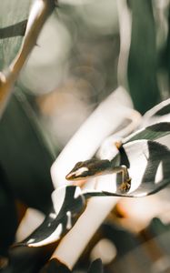 Preview wallpaper lizard, leaf, light, close up