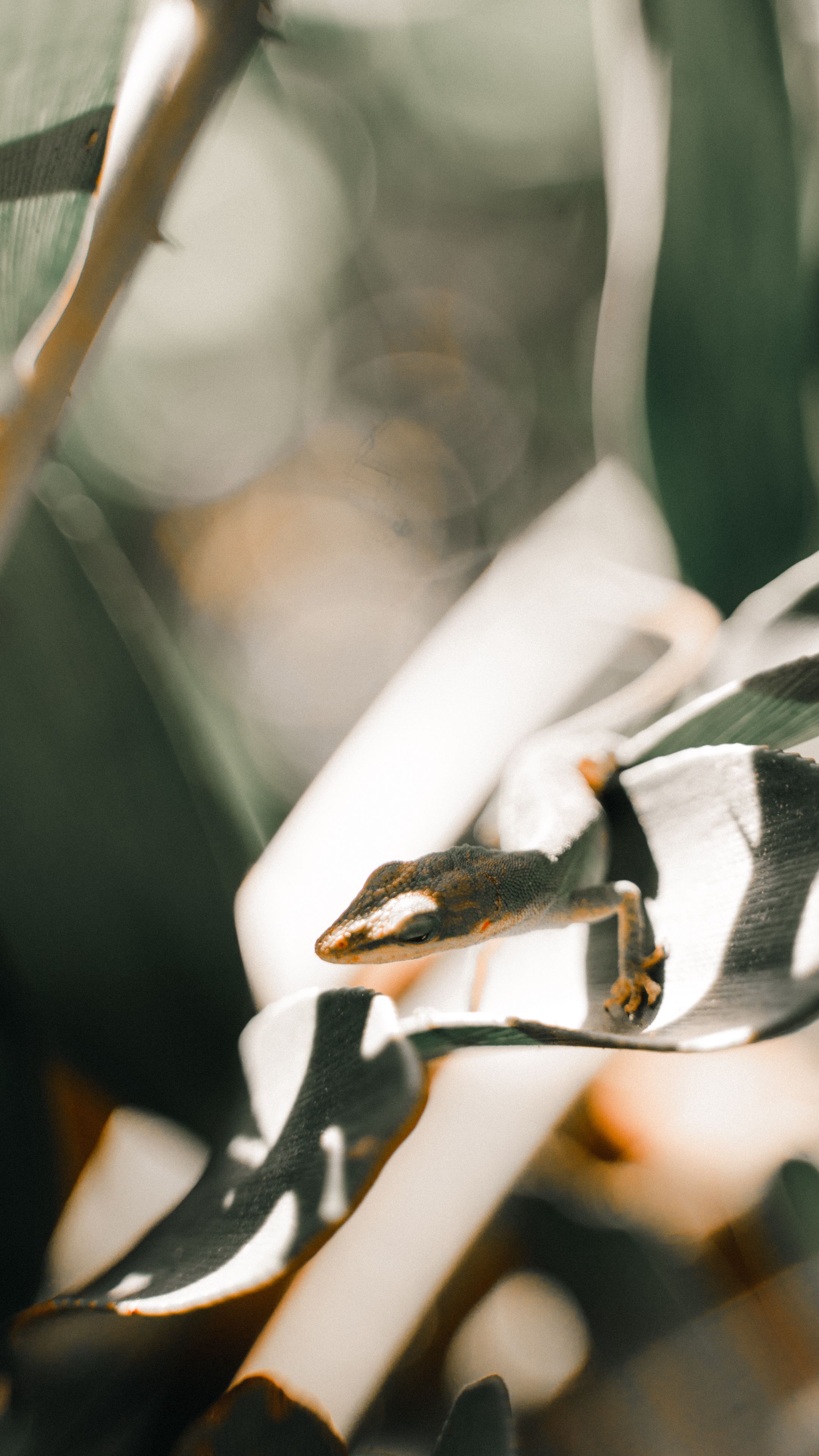 2160x3840 Wallpaper lizard, leaf, light, close up