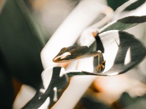 Preview wallpaper lizard, leaf, light, close up