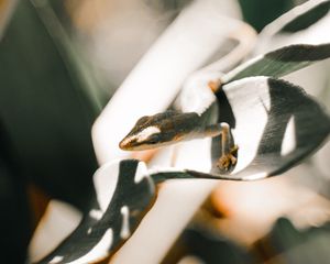 Preview wallpaper lizard, leaf, light, close up