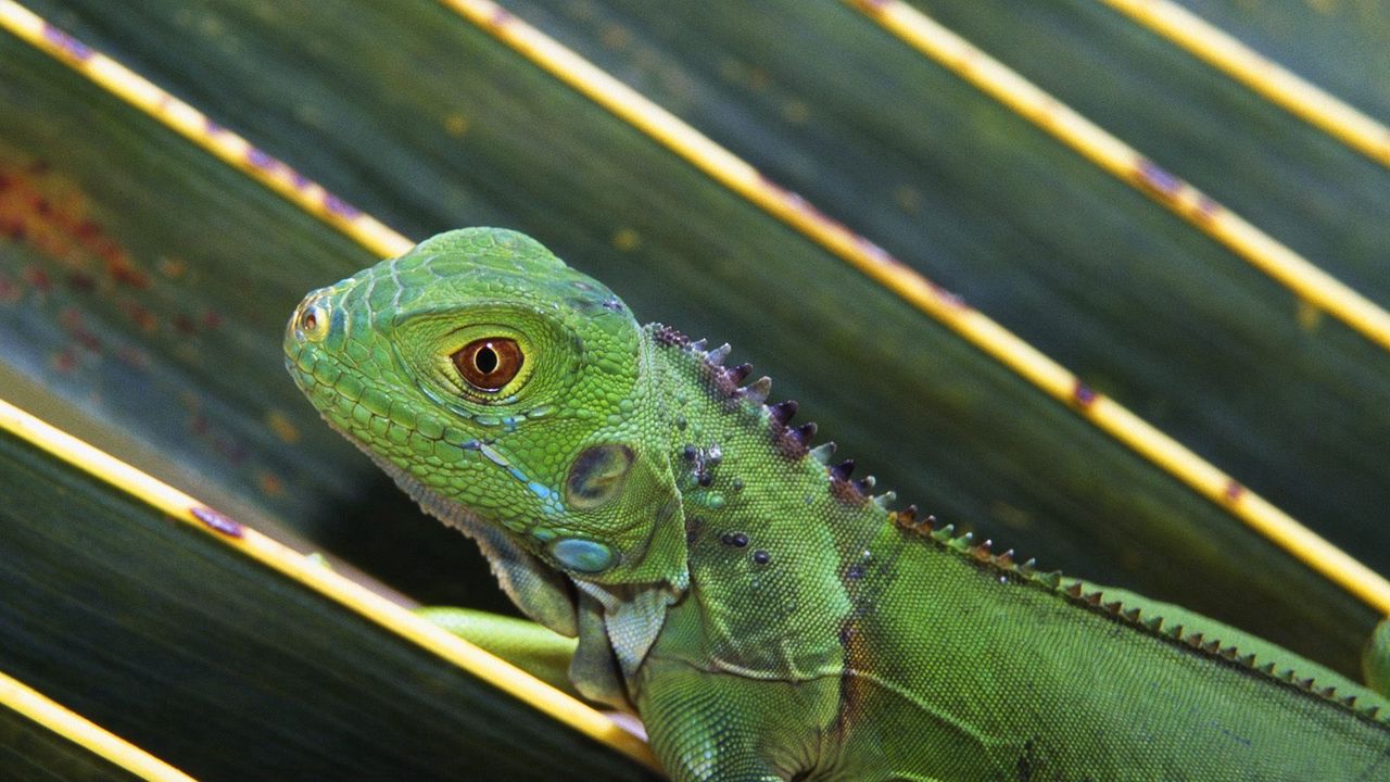 Wallpaper lizard, leaves, crawl, reptile