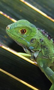 Preview wallpaper lizard, leaves, crawl, reptile