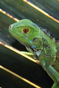 Preview wallpaper lizard, leaves, crawl, reptile