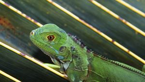 Preview wallpaper lizard, leaves, crawl, reptile