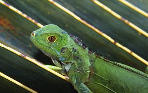 Preview wallpaper lizard, leaves, crawl, reptile