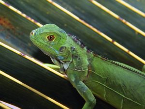 Preview wallpaper lizard, leaves, crawl, reptile