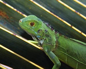 Preview wallpaper lizard, leaves, crawl, reptile