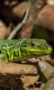 Preview wallpaper lizard, leaves, reptile