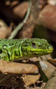 Preview wallpaper lizard, leaves, reptile