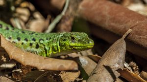 Preview wallpaper lizard, leaves, reptile