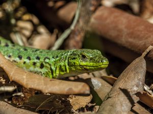 Preview wallpaper lizard, leaves, reptile